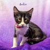 adoptable Cat in , AR named Sadie