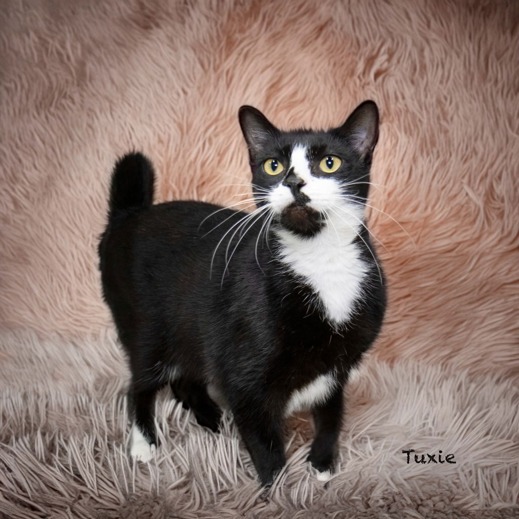 adoptable Cat in Hot Springs Village, AR named Tuxie