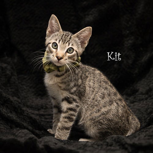 adoptable Cat in Hot Springs Village, AR named Kit