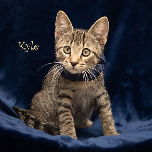 adoptable Cat in Hot Springs Village, AR named Kyle