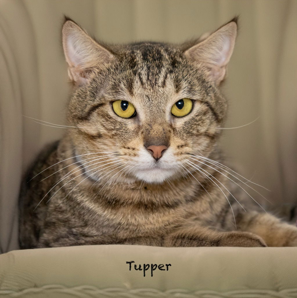 adoptable Cat in Hot Springs Village, AR named Tupper