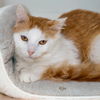 adoptable Cat in  named Ojo