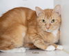 adoptable Cat in hot springs village, AR named Cutie