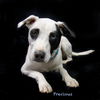 adoptable Dog in  named Precious