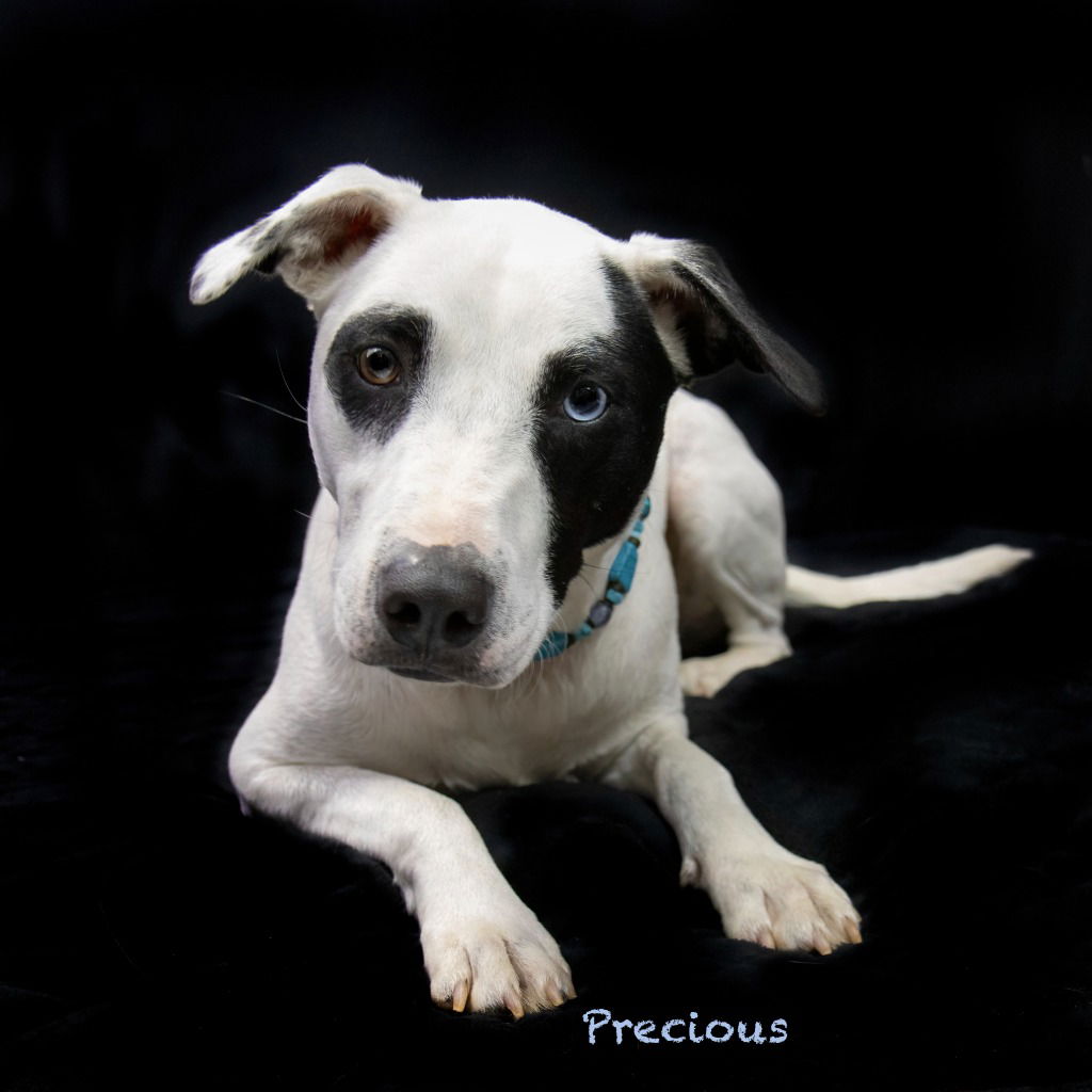 adoptable Dog in Hot Springs Village, AR named Precious