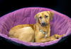 adoptable Dog in  named Petunia