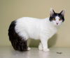 adoptable Cat in  named Peeps