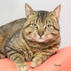 adoptable Cat in Hot Springs Village, AR named Vince
