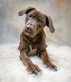 adoptable Dog in hot springs village, AR named Chip