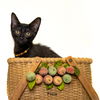 adoptable Cat in Hot Springs Village, AR named Pixie