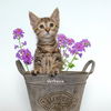 adoptable Cat in  named Verbena