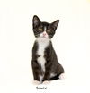 adoptable Cat in Hot Springs Village, AR named Sonic