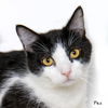 adoptable Cat in Hot Springs Village, AR named Pez