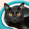 adoptable Cat in Hot Springs Village, AR named Licorice