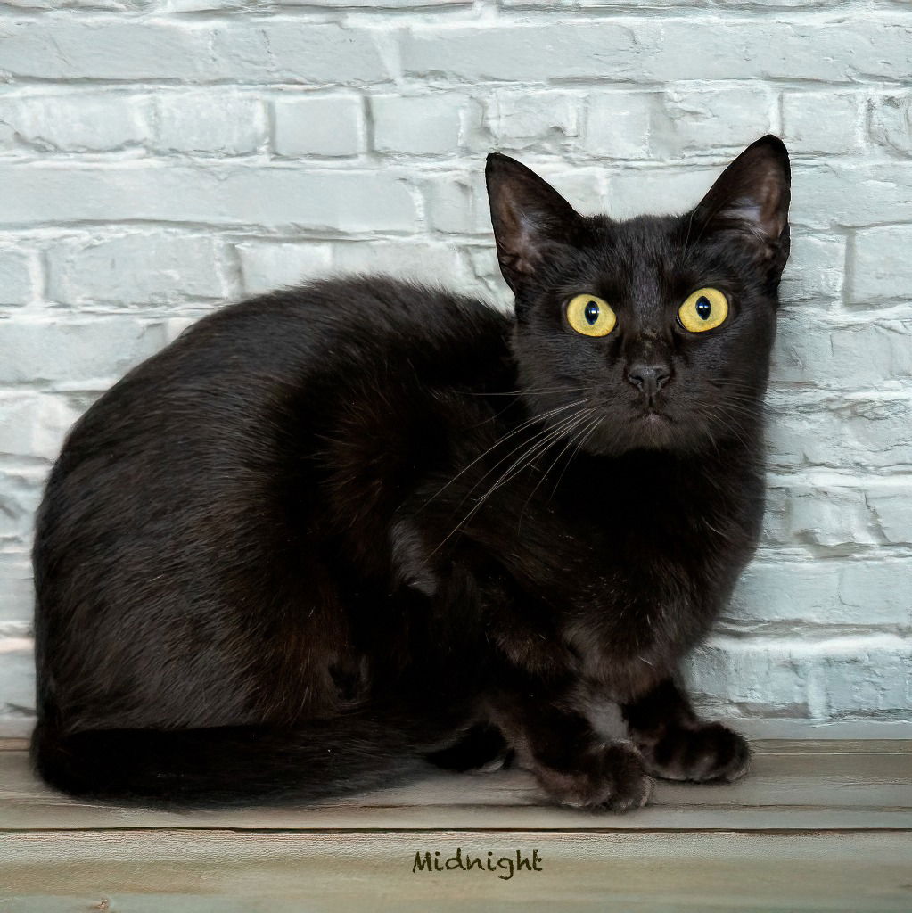 adoptable Cat in Hot Springs Village, AR named Midnight
