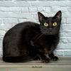 adoptable Cat in Hot Springs Village, AR named Midnight