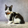 adoptable Cat in Hot Springs Village, AR named Sylvester