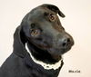 adoptable Dog in  named Mazie
