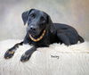 adoptable Dog in hot springs village, AR named Daisy