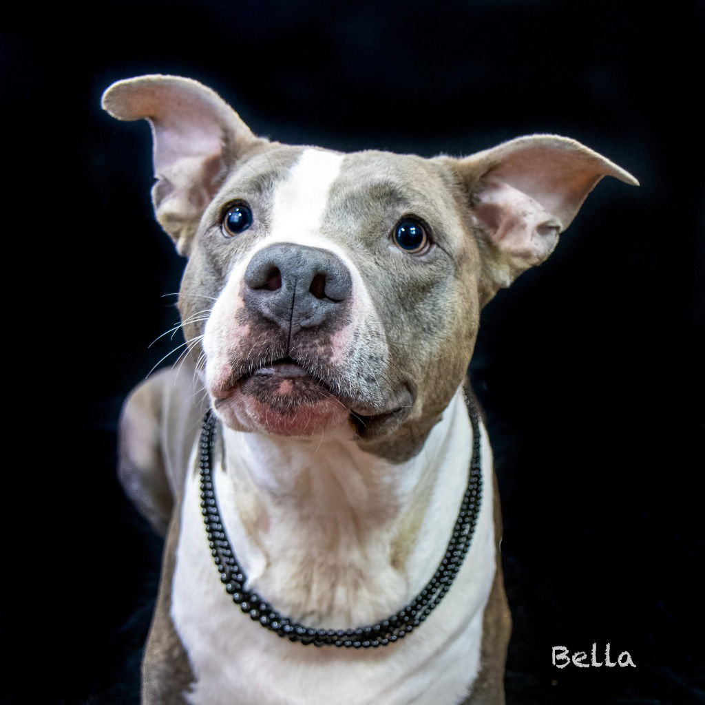 adoptable Dog in Hot Springs Village, AR named Bella