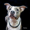 adoptable Dog in  named Bella