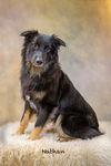 adoptable Dog in  named Nathan