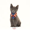 adoptable Cat in  named Pepper