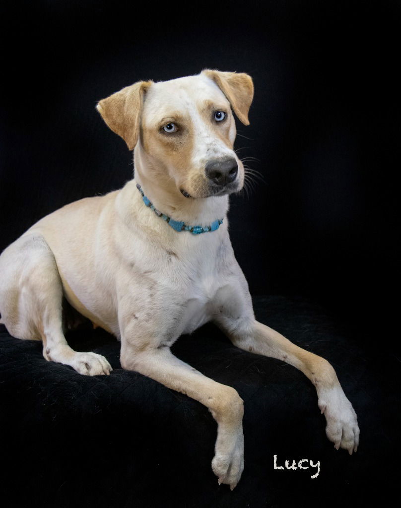 adoptable Dog in Hot Springs Village, AR named Lucy