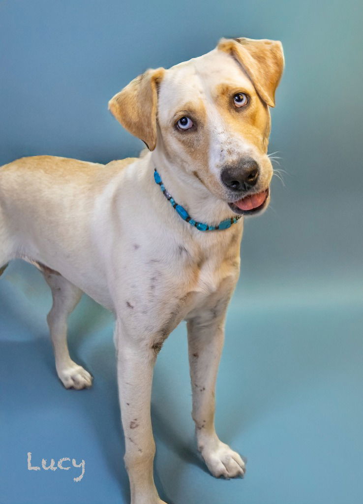 adoptable Dog in Hot Springs Village, AR named Lucy