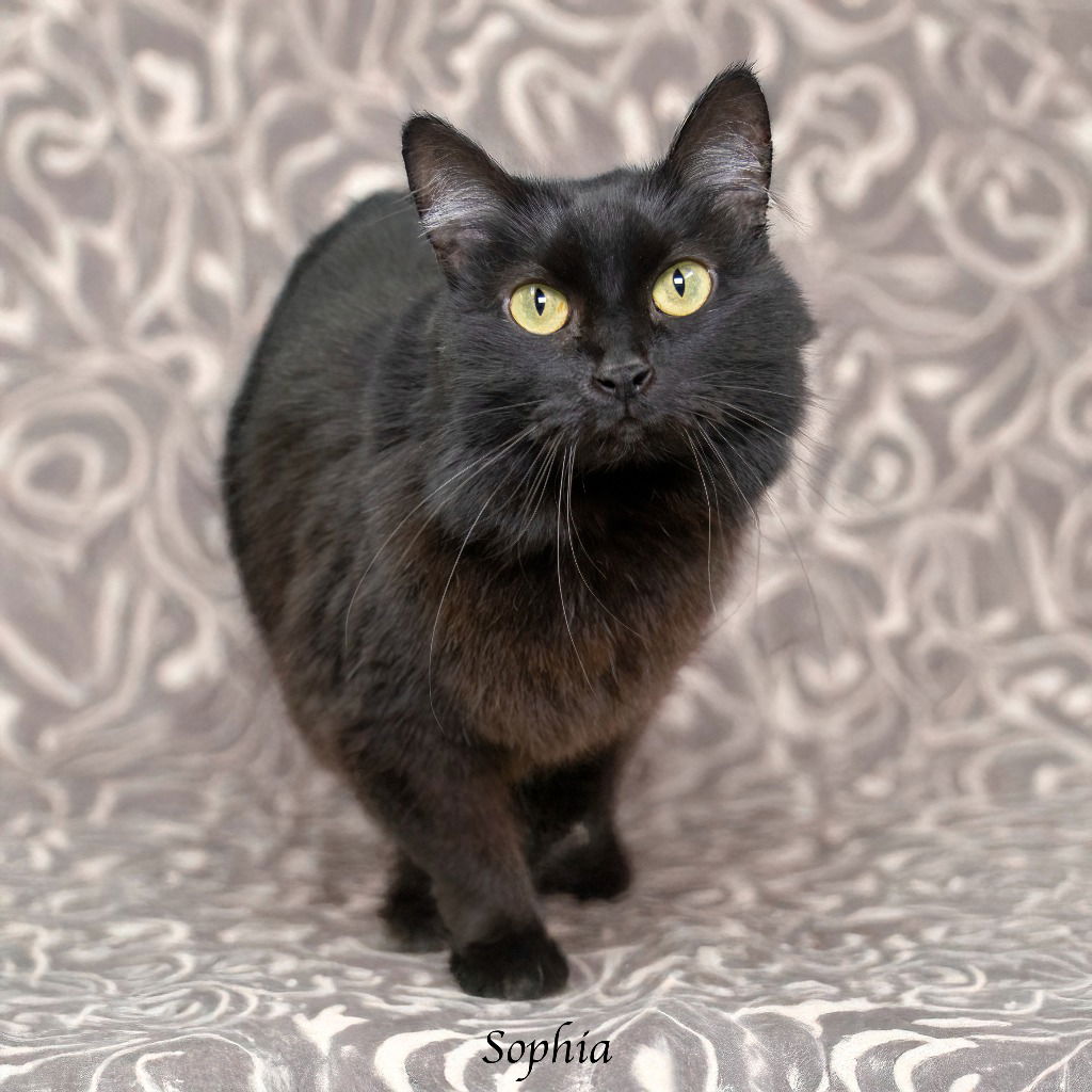 adoptable Cat in Hot Springs Village, AR named Sophia