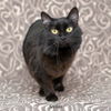 adoptable Cat in  named Sophia