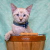 adoptable Cat in hot springs village, AR named Clover