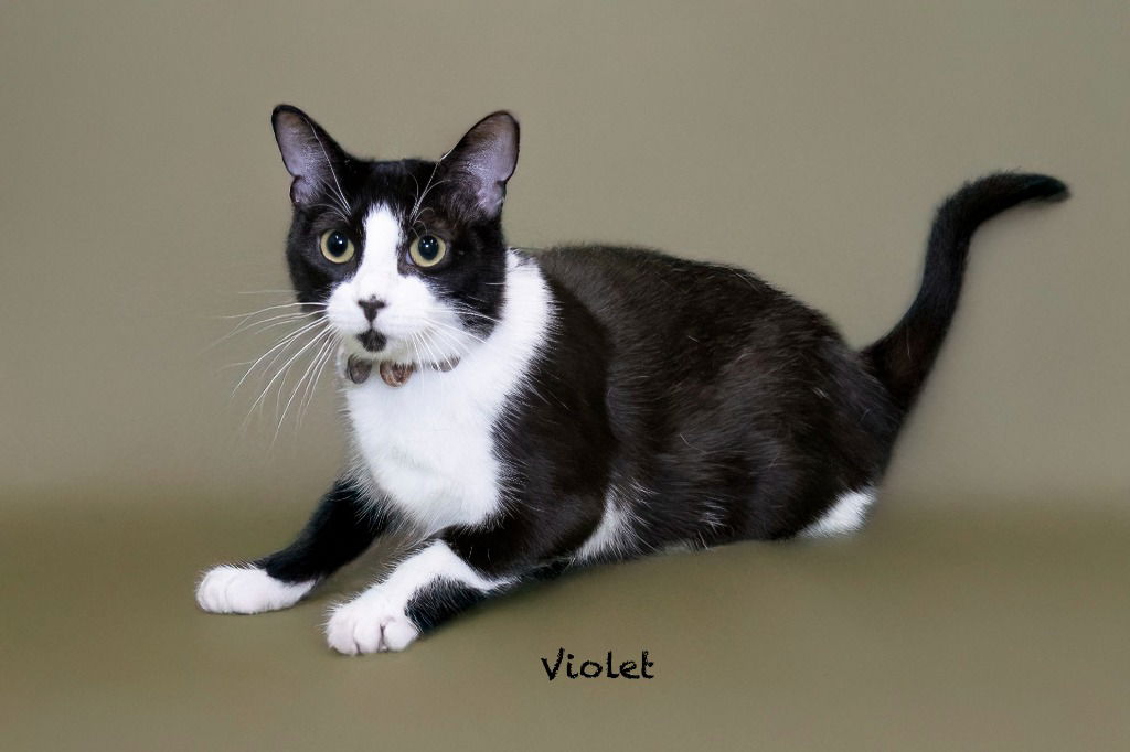 adoptable Cat in Hot Springs Village, AR named Violet