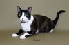 adoptable Cat in Hot Springs Village, AR named Violet
