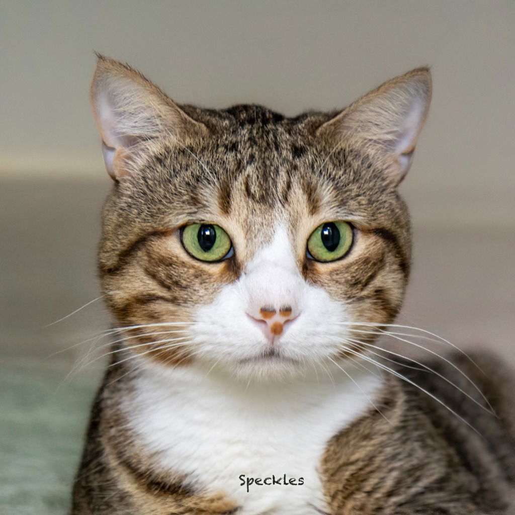 adoptable Cat in Hot Springs Village, AR named Speckles