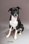 adoptable Dog in  named Chandler