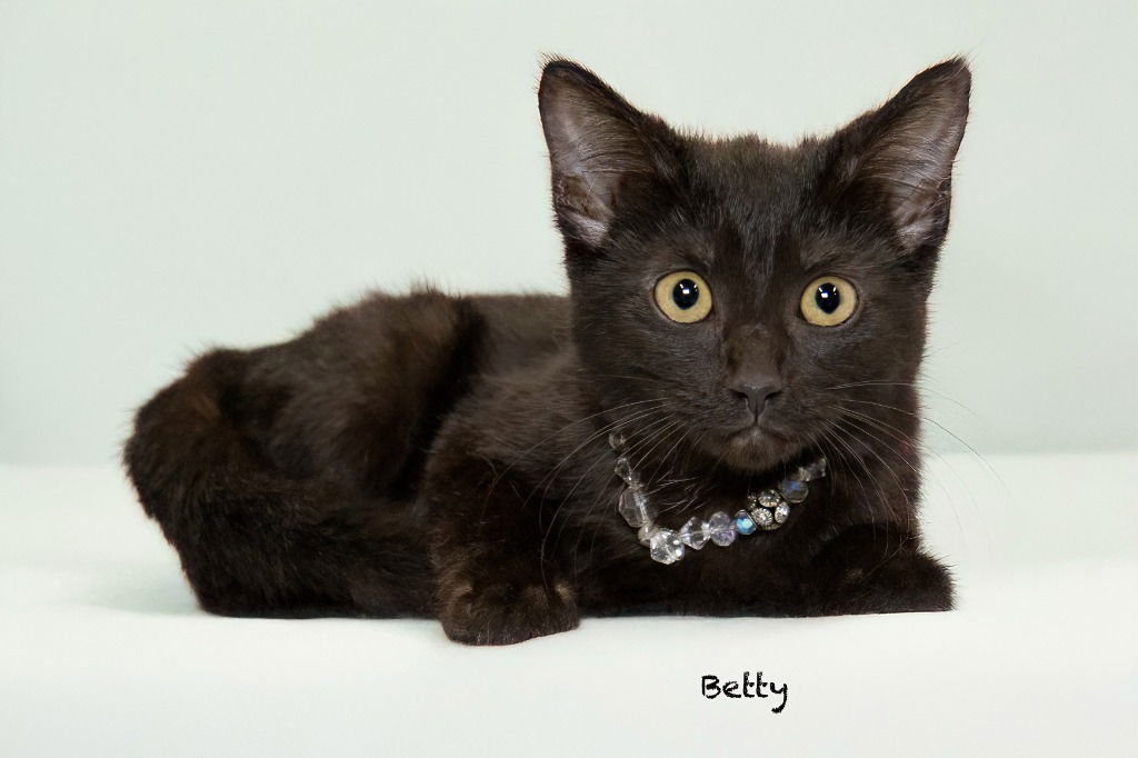 adoptable Cat in Hot Springs Village, AR named Betty