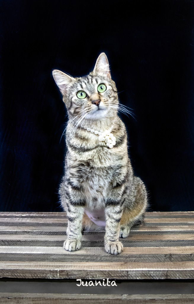 adoptable Cat in Hot Springs Village, AR named Juanita