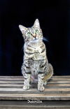 adoptable Cat in Hot Springs Village, AR named Juanita