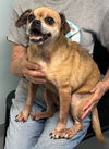adoptable Dog in  named Jazzy