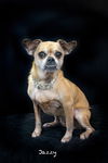 adoptable Dog in  named Jazzy
