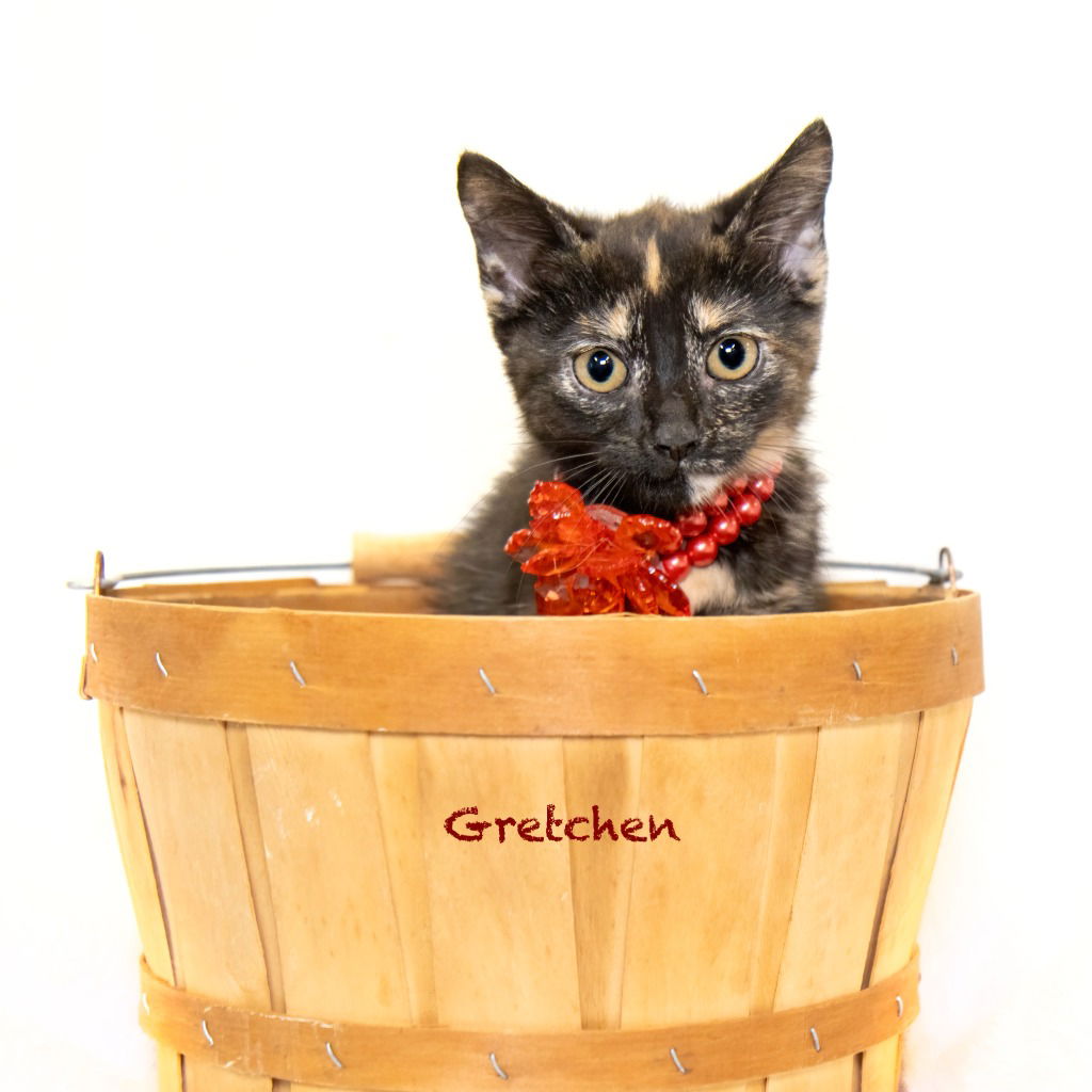 adoptable Cat in Hot Springs Village, AR named Gretchen
