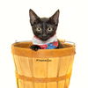adoptable Cat in hot springs village, AR named Franklin