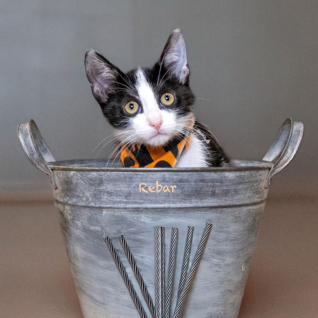 adoptable Cat in Hot Springs Village, AR named Rebar