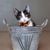 adoptable Cat in Hot Springs Village, AR named Rebar