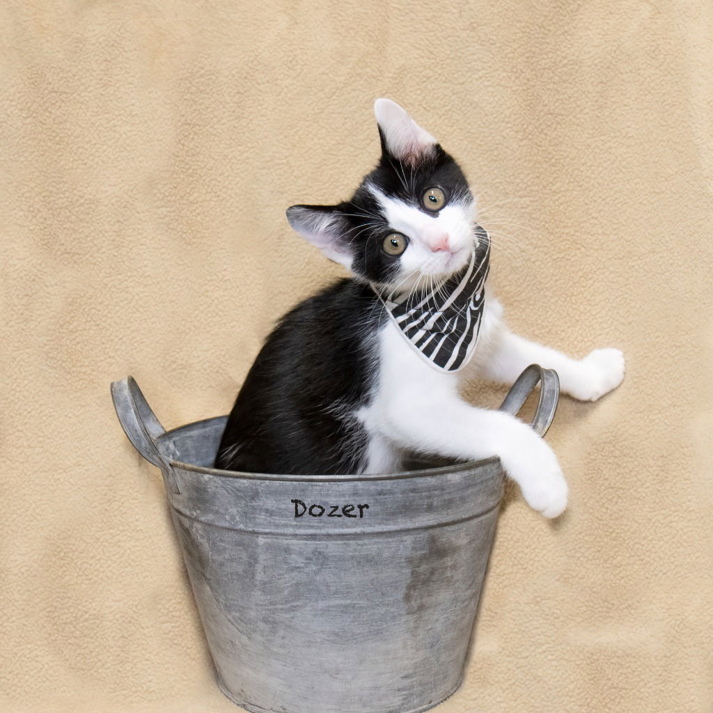 adoptable Cat in Hot Springs Village, AR named Dozer