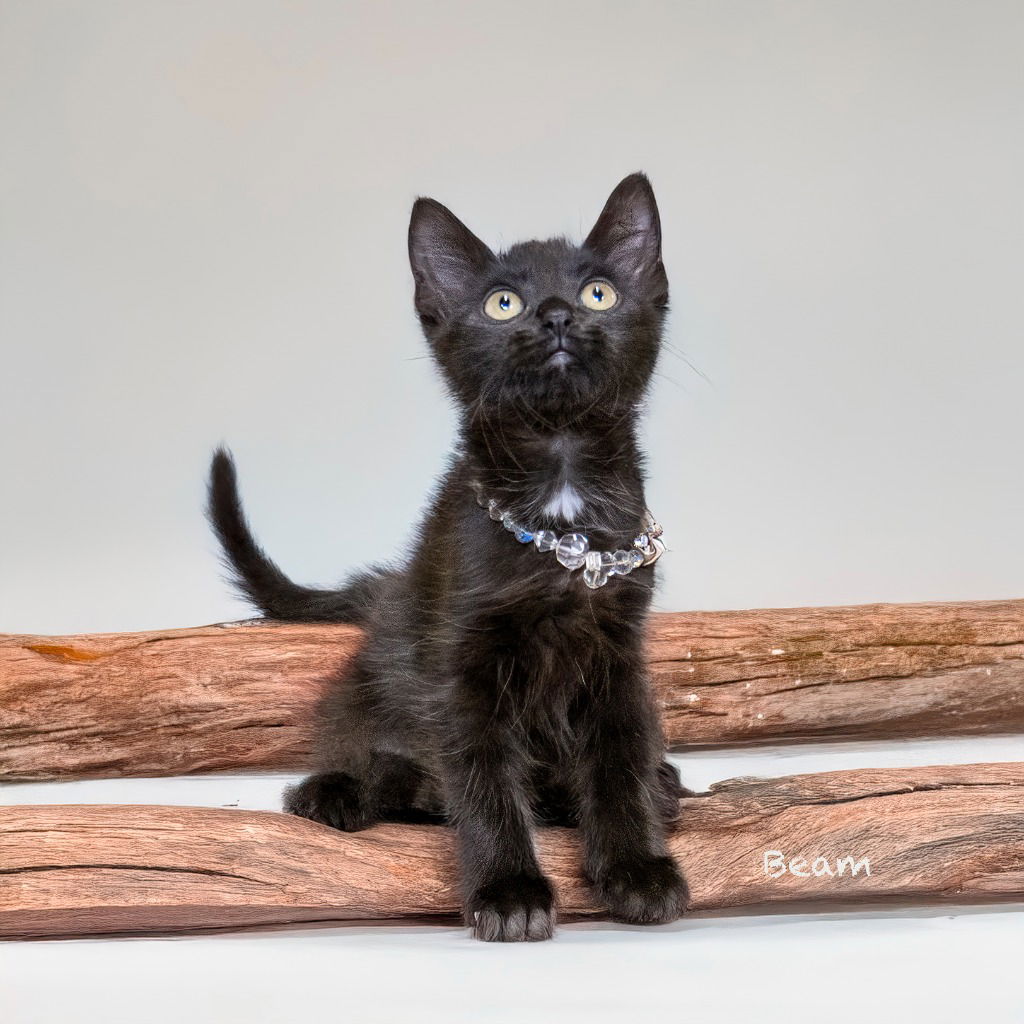 adoptable Cat in Hot Springs Village, AR named Beam