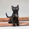 adoptable Cat in hot springs village, AR named Beam