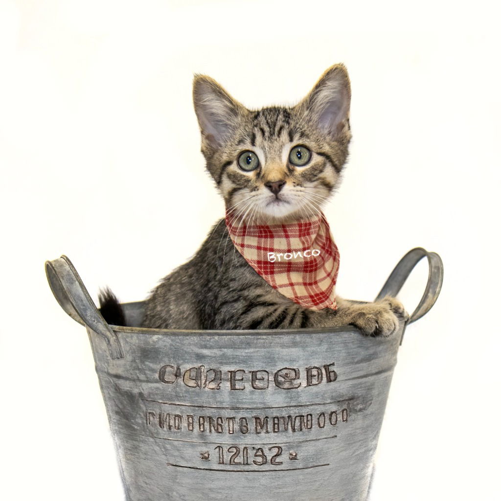 adoptable Cat in Hot Springs Village, AR named Bronco