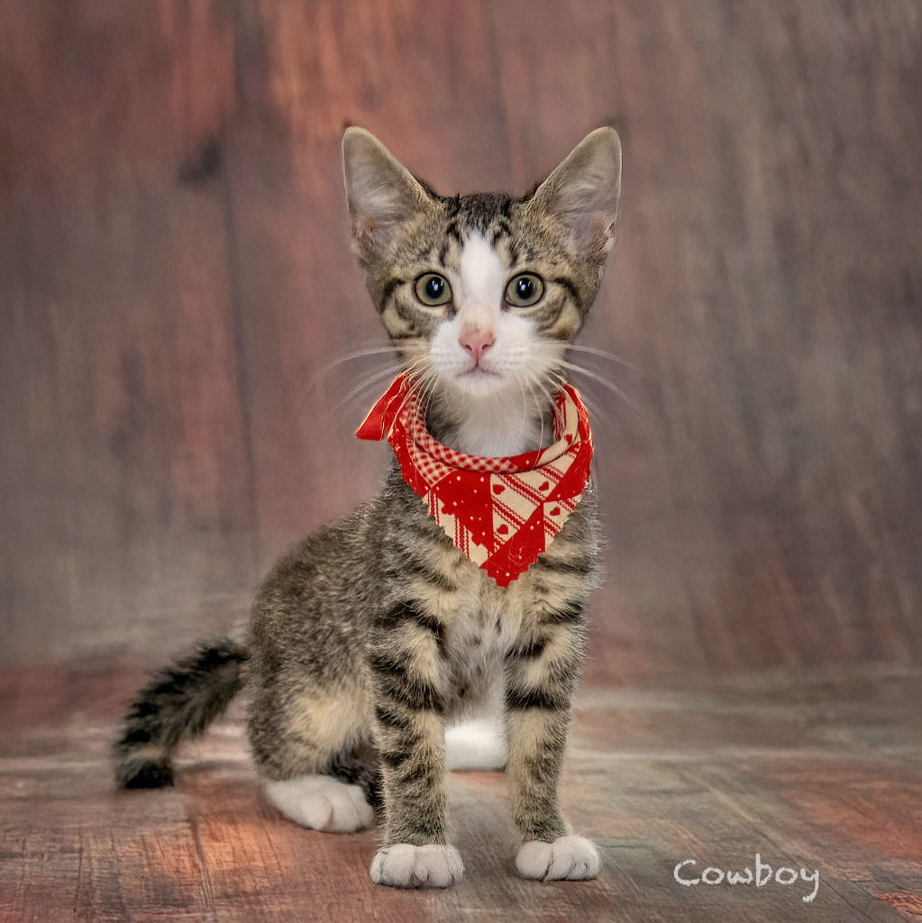 adoptable Cat in Hot Springs Village, AR named Cowboy